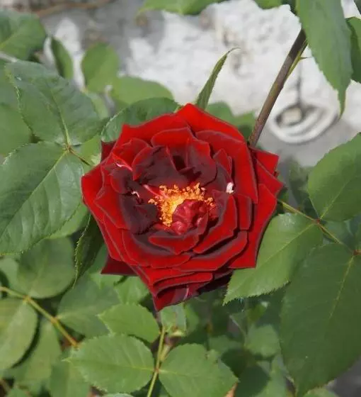 Bed And Breakfast Wildrose