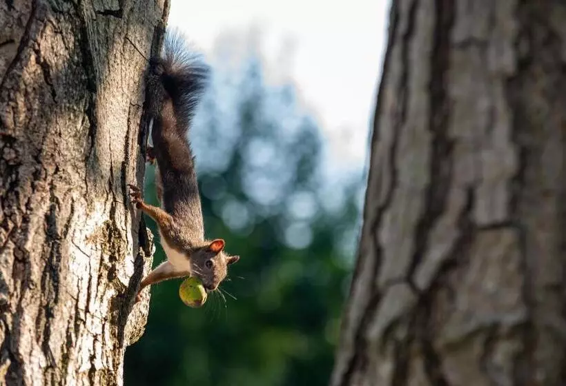 Majatalo Dégi Festetics Kastély, Park Vendégház