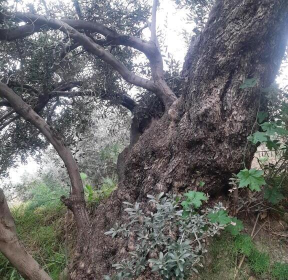 تختخواب و صبحانه King Chemosh