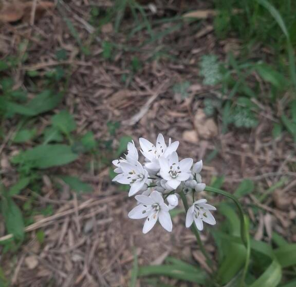 تختخواب و صبحانه King Chemosh