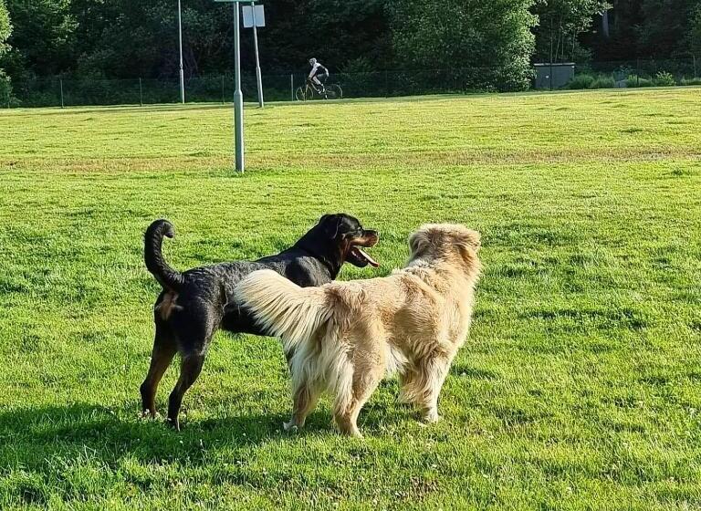 ユースホステル Kämparglöds Hundcenters ängstuga