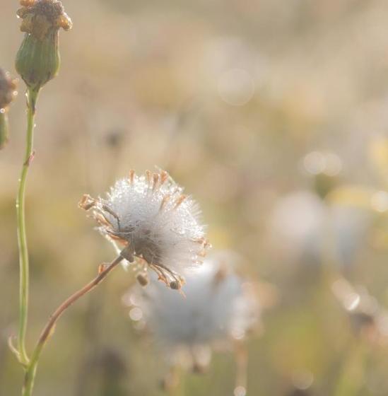 בית מלון כפרי Beukenhorst