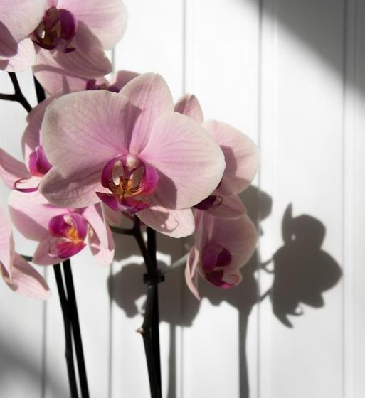 בית מלון כפרי Faber