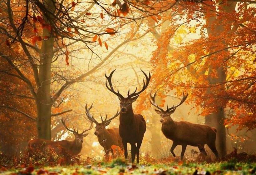 בית מלון כפרי Buitenlust