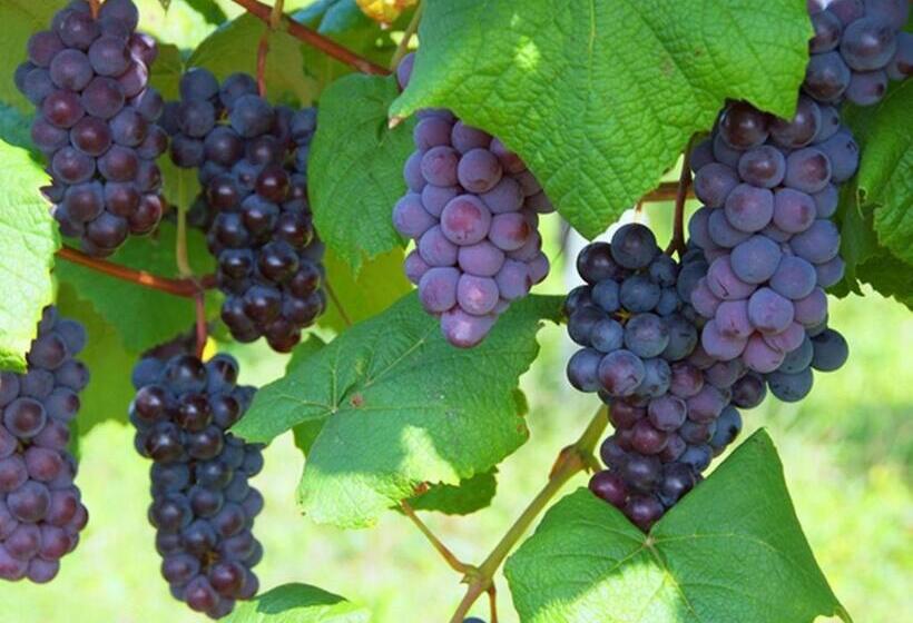 בית מלון כפרי Nakamuraya