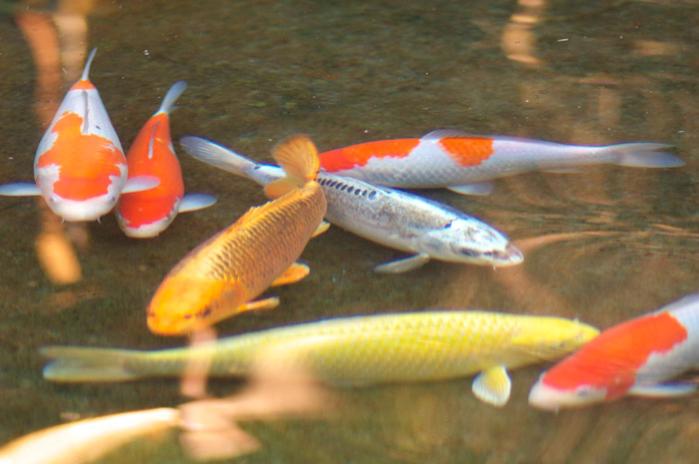 ריוקאן Gyokutei