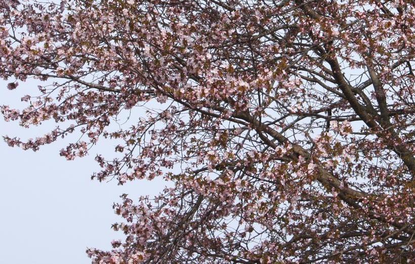 Karimpani Niseko Fujiyama Hostel