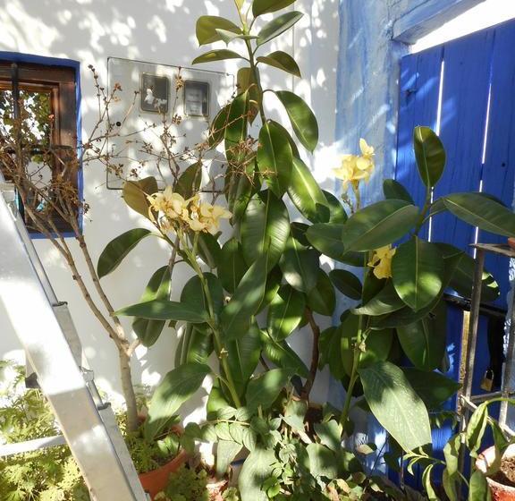 ベッドアンドブレックファースト La Posada Amena