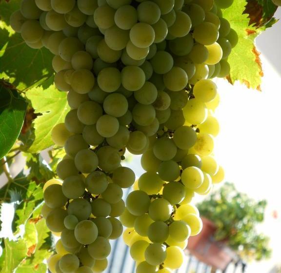 ベッドアンドブレックファースト La Posada Amena