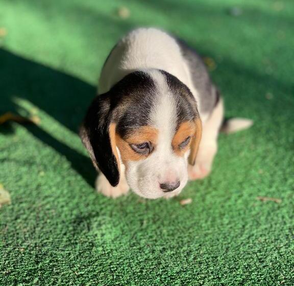 Отель La Villoría