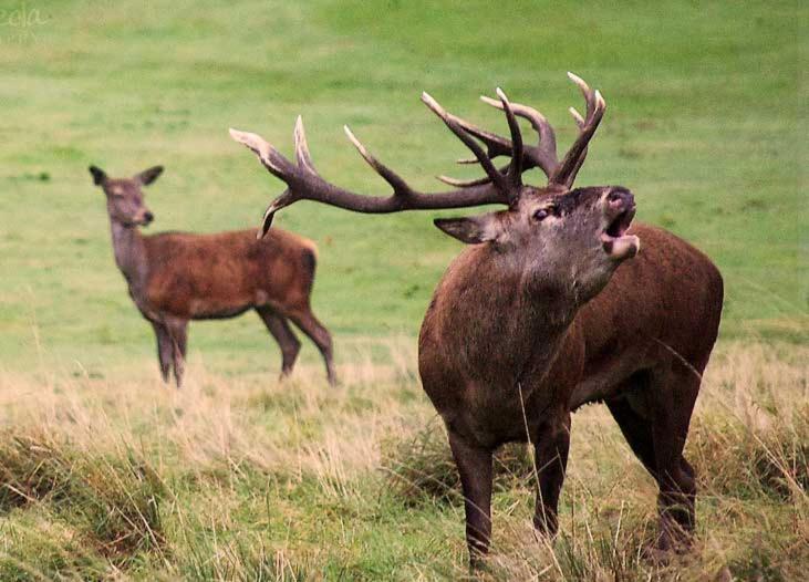 فندق Rural Puerta De Monfragüe