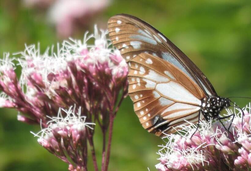 Ryokan 御宿しんしま