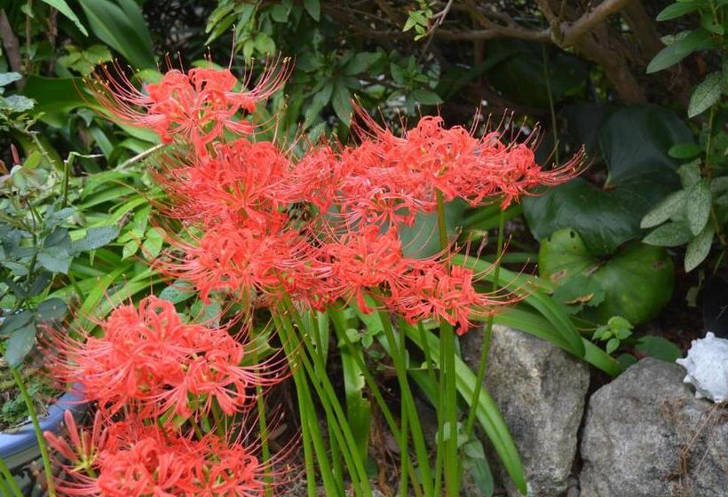 Ryokan 御宿しんしま