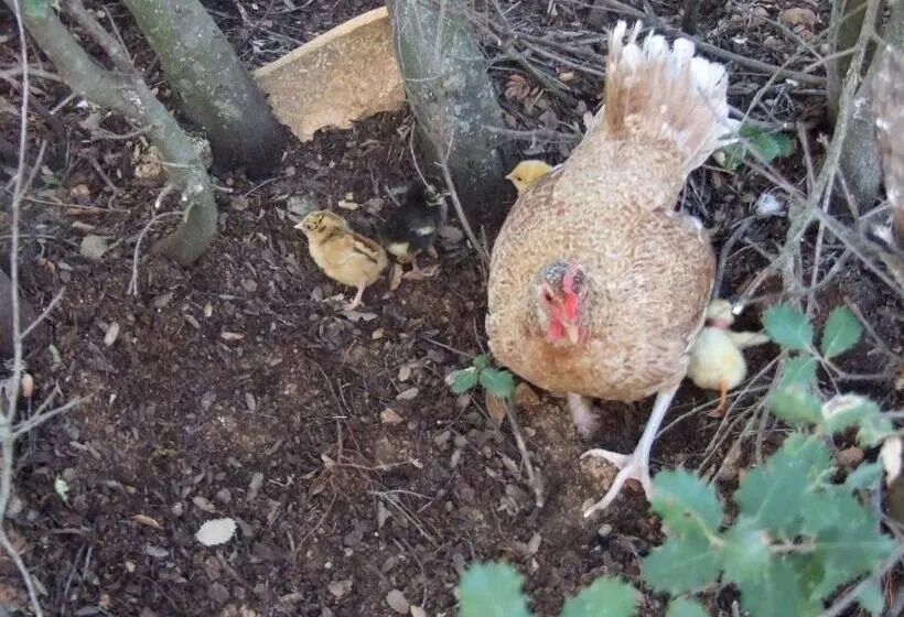 リゾートホテル Cabañas Cortijo El Helao
