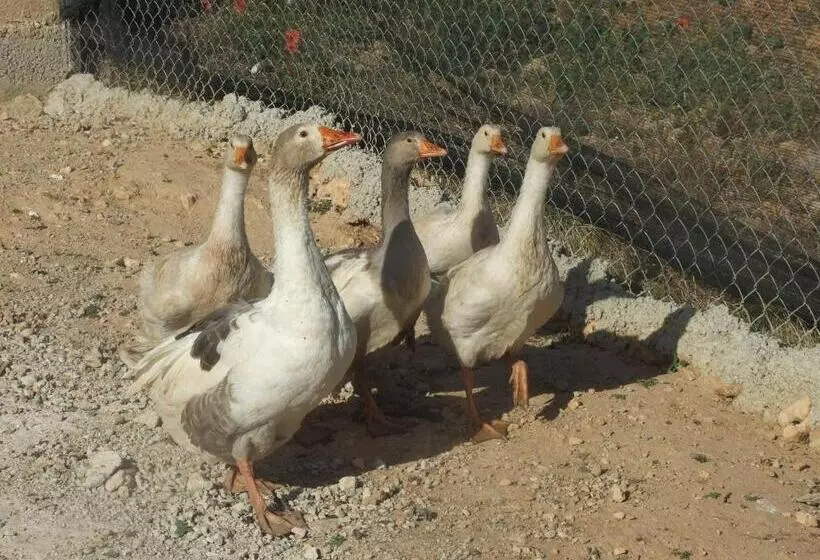 リゾートホテル Cabañas Cortijo El Helao