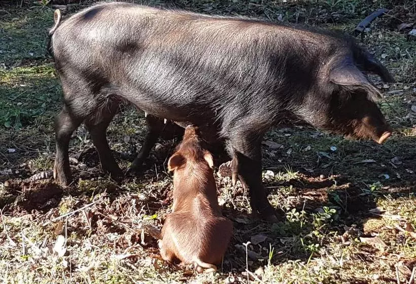 Lomakeskus Finca La Viriñuela