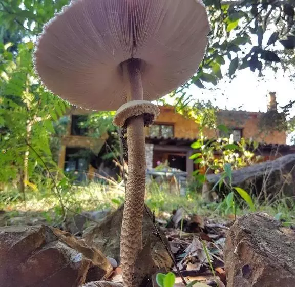 Lomakeskus Finca La Viriñuela