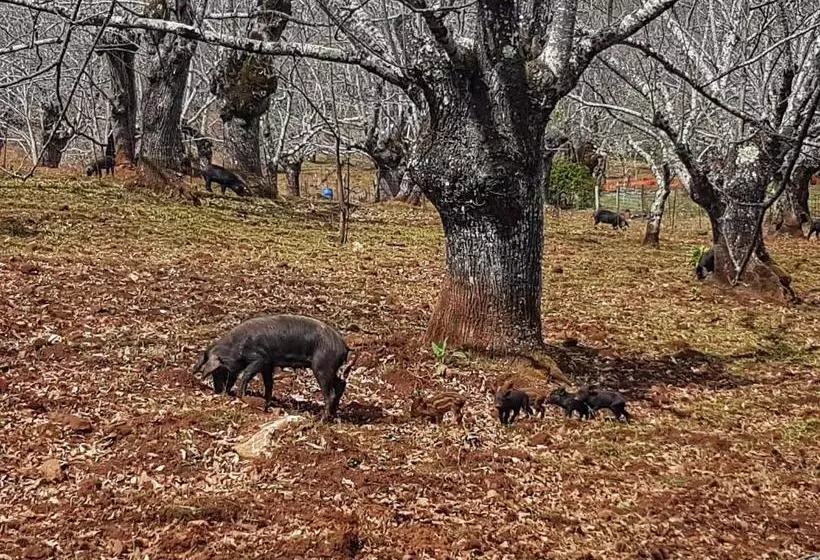 Lomakeskus Finca La Viriñuela
