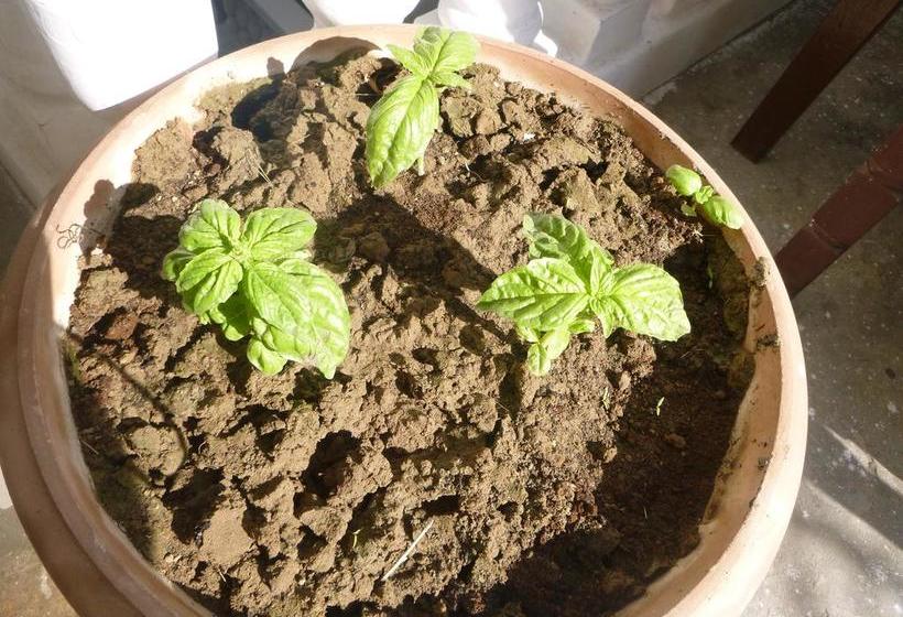 فندق White House A Family Homestay