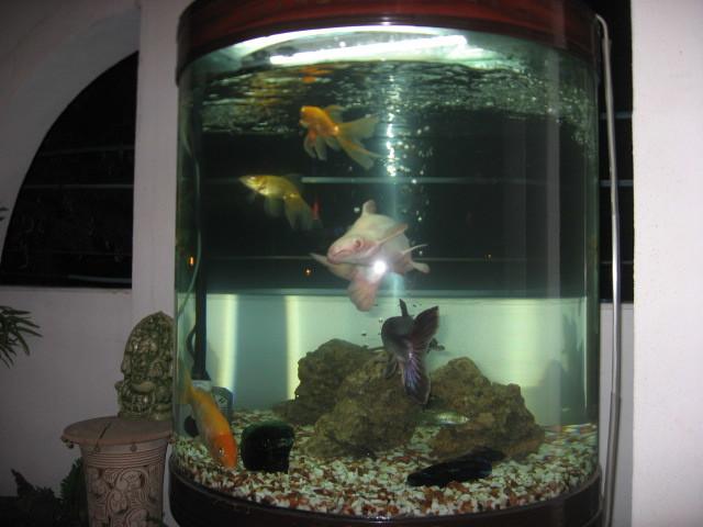 Cedar Court Bed And Breakfast