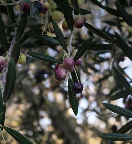 مبيت وإفطار The Eden House Vineyard