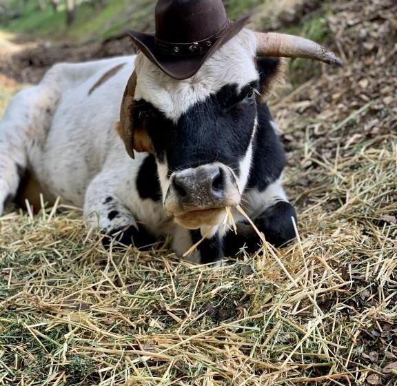 مبيت وإفطار The Eden House Vineyard