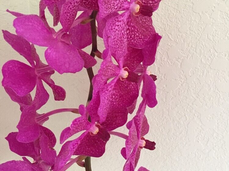 住宿加早餐  Lava Tree Tropic Inn