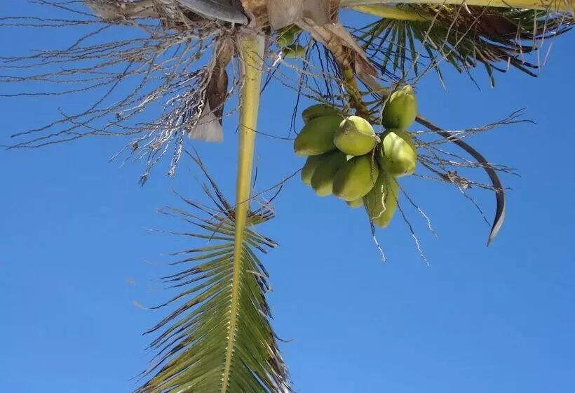 پانسیون Coconut Beach Apartments
