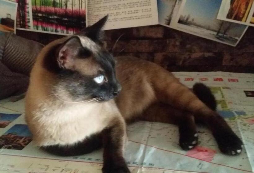 Manzhouli Volga River International Youth Hostel