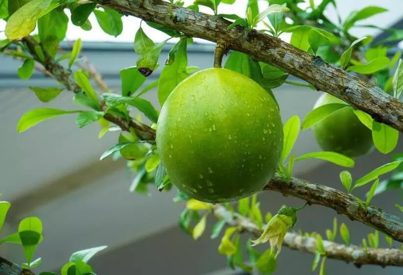 Hotelli Bm Pattani Apartment