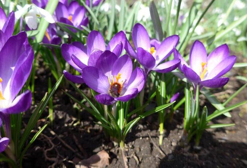 ベッドアンドブレックファースト Nähkiste