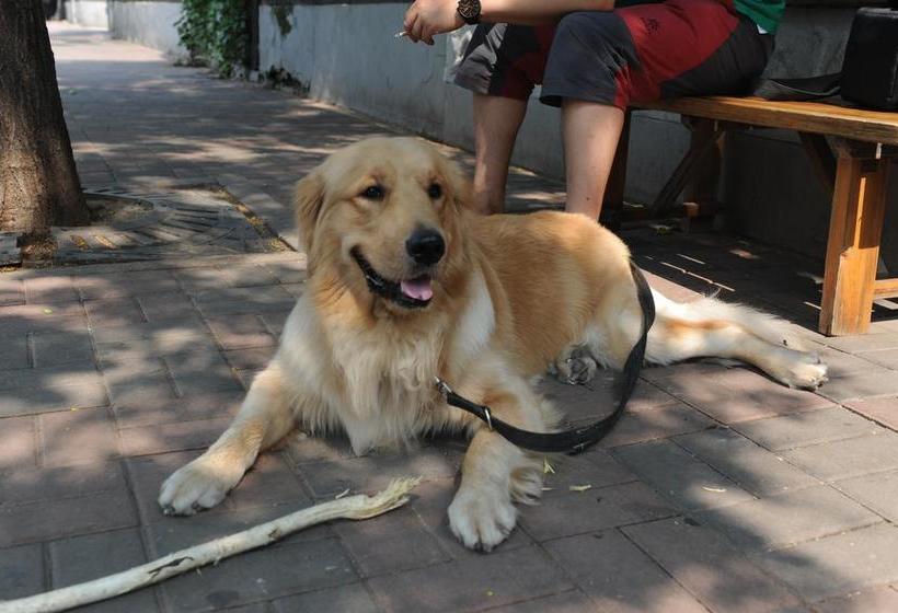 Tianjin Three Brothers Youth Hostel