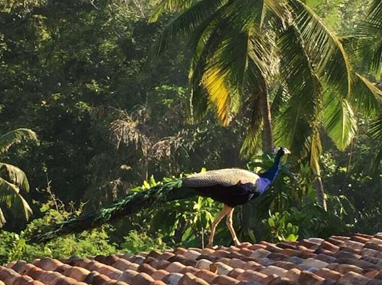 Пансион Lanka Eco Village