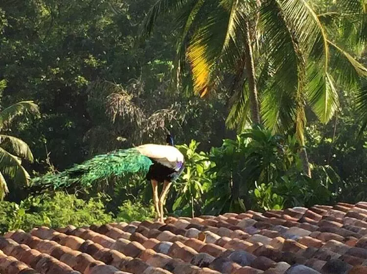 ペンション Lanka Eco Village