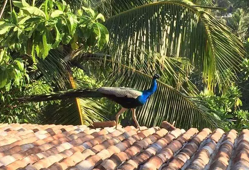 ペンション Lanka Eco Village
