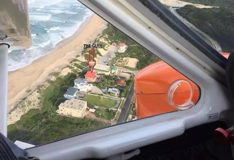 The Gull