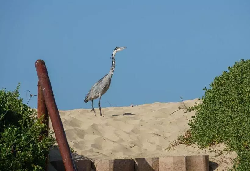 The Gull