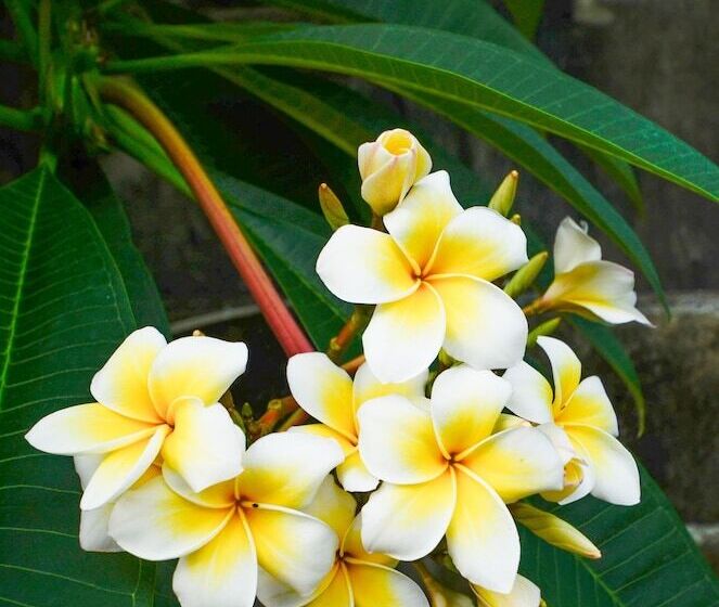 مبيت وإفطار Nid's Bungalows