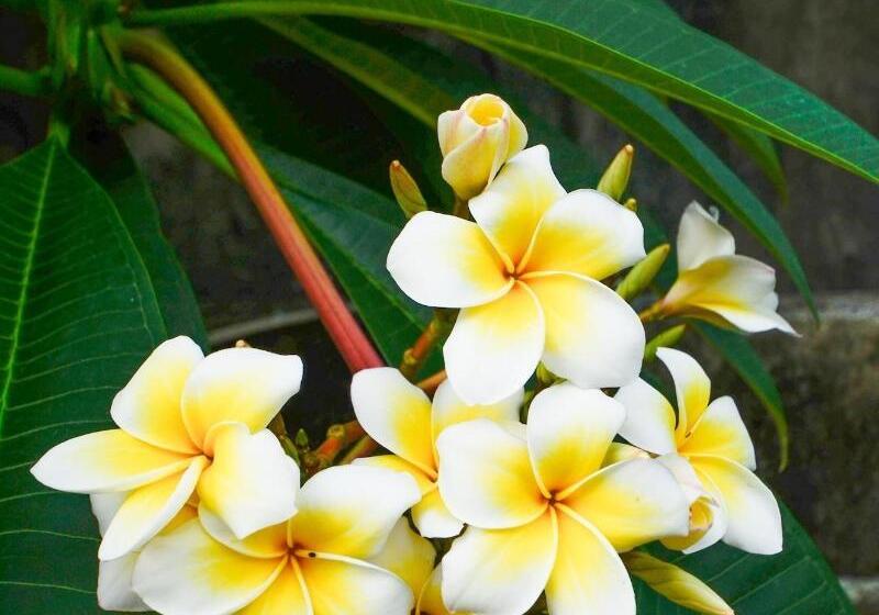 مبيت وإفطار Nid's Bungalows