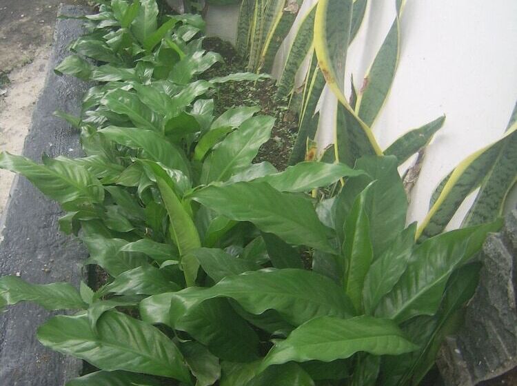 펜션 De Vita Family Homestay