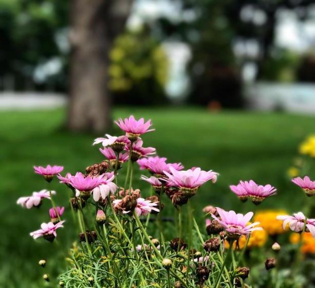 ホテル Dodo Beach Club Adults Only