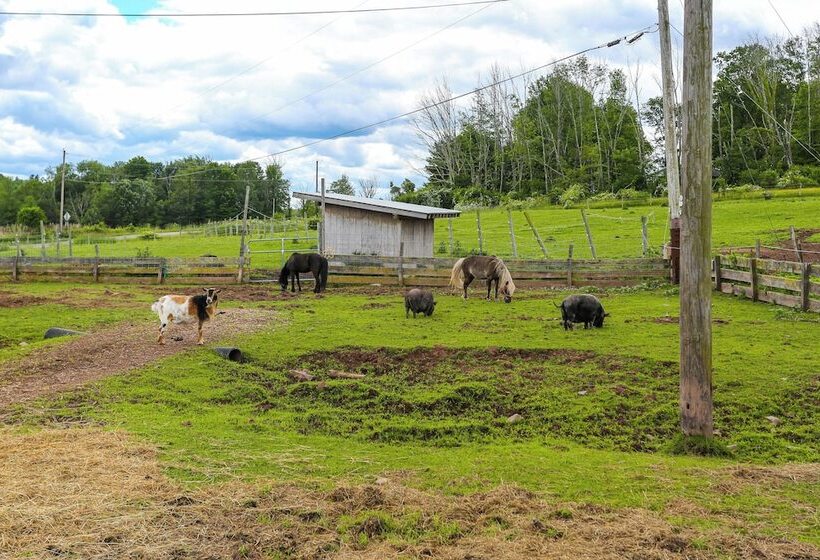 Historic Honesdale Cabin On Farm & Animal Rescue!