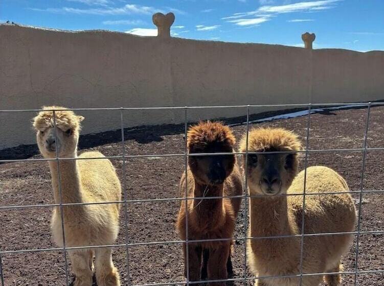 田舎風ホテル Raptor Ranch Glamping