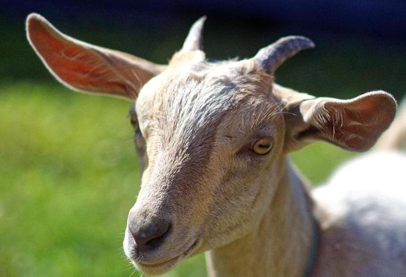 住宿加早餐 Yesterday Farm