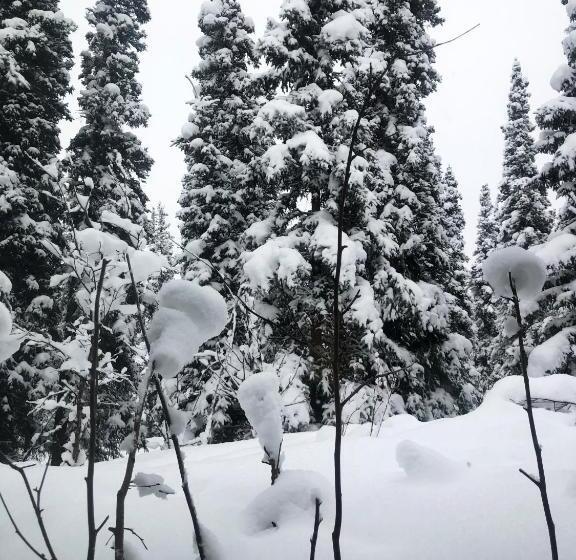 モーテル Aurora Denali Lodge