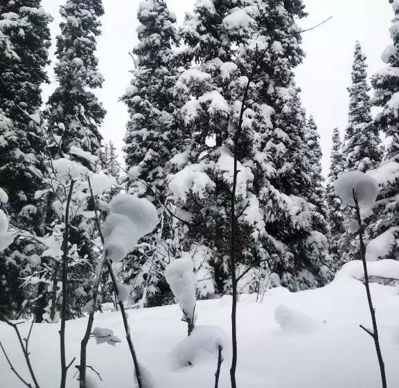 モーテル Aurora Denali Lodge