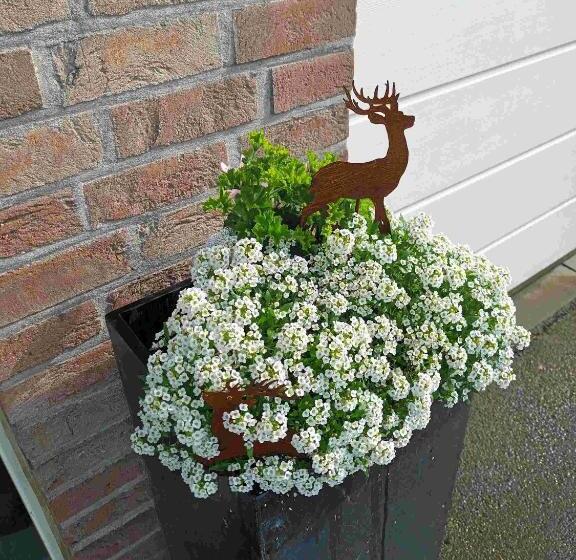 پانسیون Au Sarseyis Studio D Hôtes Studio équestre