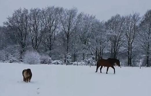 پانسیون Au Sarseyis Studio D Hôtes Studio équestre