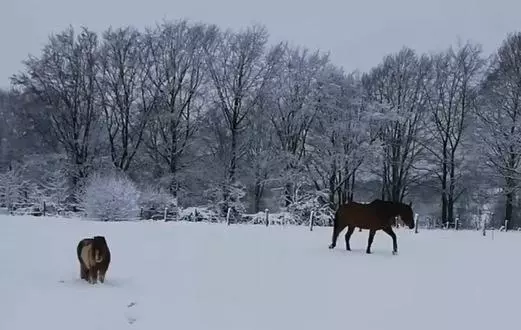 Majatalo Au Sarseyis   Studio D Hôtes   Studio équestre