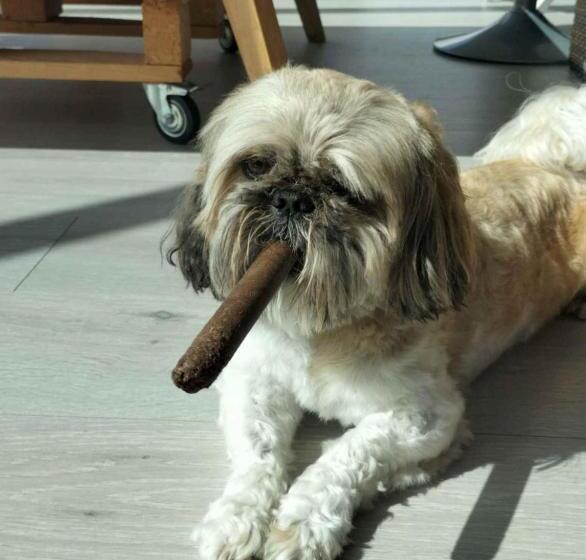 پانسیون Au Sarseyis Studio D Hôtes Studio équestre